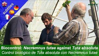 Biologische Bekämpfung von Tuta absoluta (Tomatenminiermotte) mit Necremnus tutae im Gewächshaus