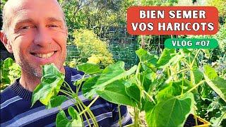 Je sème mes premiers haricots de la saison 2024 #potager