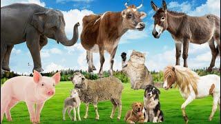 Soothing Animal Videos and Moments: Horse, Pig, Elephant, Donkey, Cat, Cow, Dog -  Animal Videos