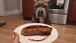 Feeding My Pitbull A Steak