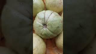 farm grown guava guava fruit