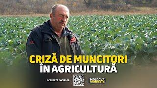 Agricultorii, cu roada putrezită din lipsa muncitorilor. „Tinerii au plecat în țări străine”