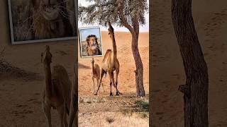 উট কাঁটা বা কাঁটাযুক্ত গাছ খায় কেনো   #shorts #facts #top5facts #camel