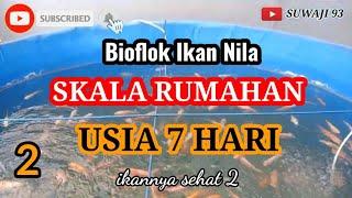 BUDIDAYA BIOFLOK IKAN NILA SKALA RUMAHAN, USIA 7 HARI