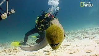 Une murène mange le pouce d'un plongeur