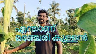 മഞ്ചേരി കുള്ളൻ അറിയേണ്ടത് എല്ലാം #farming #vazhakrishi #banana #modern #tips