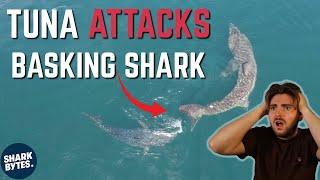 INSANE Shark Viral Videos!