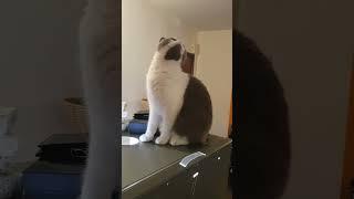 She's Smart cat  #shorts #shortbeta #shortviral #tiktokindonesia #tiktok #youtubeshorts #catlover