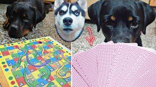 My dogs Is Gambler .Dog Can Talk part 69 || #Rottweiler vs #Husky || Review reloaded