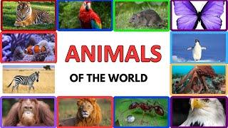 Animals of the World – Learning the Different Names and Sounds of the Animal Kingdom | Part 6