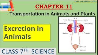 Excretion in Animals || Transportation in Animals and Plants || Class-7 NCERT Science