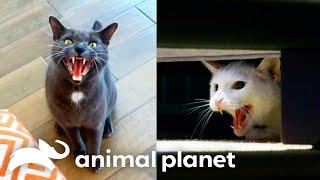 The WILDEST Cats on My Cat From Hell | Animal Planet