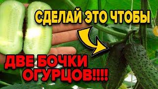 КАК ПРАВИЛЬНО ФОРМИРОВАТЬ ОГУРЦЫ? ПАРТЕНОКАРПИЧЕСКИЕ ОГУРЦЫ. ЧТО ЭТО?