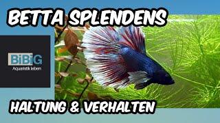 Mein Betta Splendens "Elephant Ear" | Haltung der Hochzuchtform | Fischenzyklopädie | BiBiG