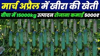 March April May me kheera ki kheti | Advance Agriculture 2024