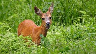 Roe deer grazing in the forest ~ Capreolus capreolus