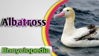 Albatross - Audio / Video Encyclopedia