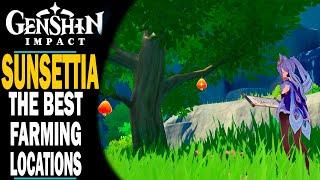 GENSHIN IMPACT - THE BEST LOCATIONS TO FIND SUNSETTIA FRUIT - 10 LOCATIONS - AN EASY WAY TO FARM