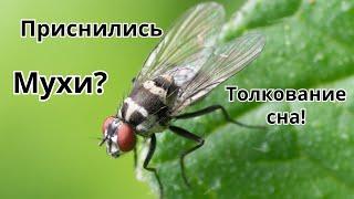 Приснились Мухи?Что это значит!Толкование сна!