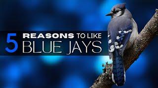 5 Good Reasons To Like Blue Jays