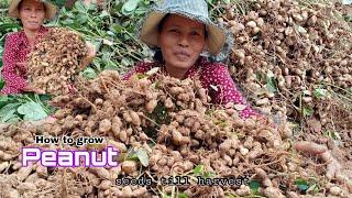 Growing Peanut from seeds at home / How to grow peanut for beginning to harvest by NY SOKHOM