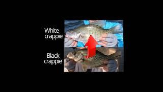 WHITE CRAPPIE vs BLACK CRAPPIE??  ID in 32 sec!!