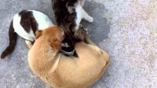 Adult cat sucking a dog