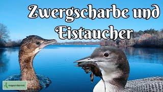 Zwergscharbe und Eistaucher - Zwei Seltenheiten auf der Spur! | KOMMT MIT! #natur #vögel