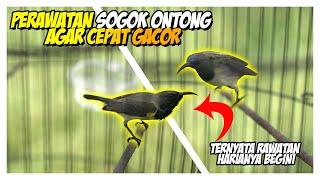 Perawatan Sogok Ontong Agar Cepat Gacor