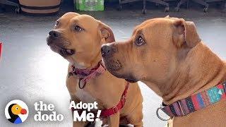 Pitties Who Get ‘Married’ Are Looking For A Home | The Dodo Adopt Me!