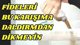 Süper Kök Gelişimi Yapan Karışım, Biber Fidesi Nasıl Dikilir