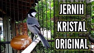 Gelatik Batu Wingko Gacor. Wucit2 Kristal Jernih Original. Great tit birds. Parus Majo