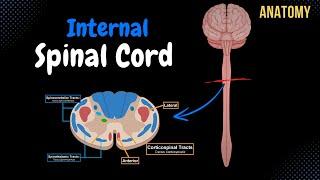 Internal Spinal Cord (Gray Matter, White Matter, Funiculus) - Anatomy