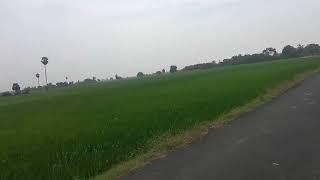 Green agricultural field