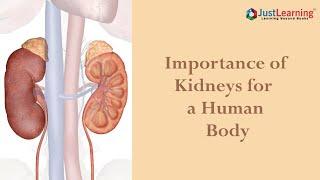 Human Kidney | Functions Of Human Kidney Explained | Just Learning