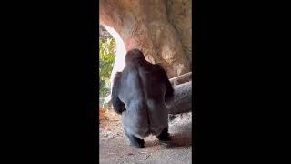 Strength of a Silverback Gorilla