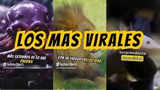 Top Videos Shorts VIRALES sobre animales del canal!