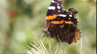 Butterfly On A Flower | Free Royalty Free Stock Videos by Alaine Entertainment