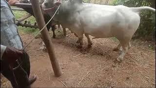 punganur breeding Bull mating video subscribe more videos (1)