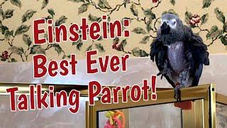 Einstein: The Best Ever Talking Parrot!