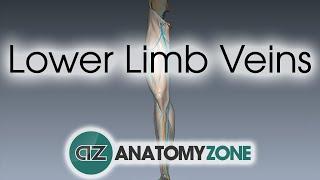 Lower Limb Veins Overview - 3D Anatomy Tutorial