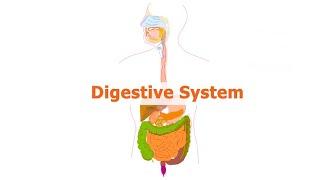 Digestive System