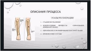 Дмитрий Коровин, математическая модель регенерации костной ткани