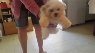 White Maltipoo puppies