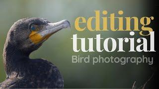 Editing a Bird photo: Easy step-by-step Tutorial