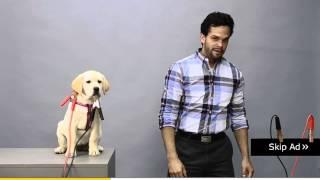 Great YouTube Ad Skip ad and electrocute a puppy