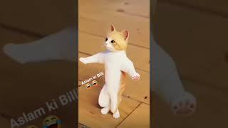 new reel sort aslam ki billi #billie  billi jaan  star mewati star || sort video ||