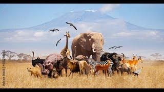 African Safari 4K - Amazing Wildlife of African Savanna | Scenic Relaxation Film I HD AMAZON 4K.....