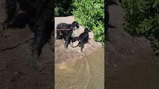 Little Dood meets Big Dood  #bernedoodle #doodle #bernedoodlepuppy