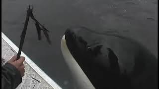 Orca-Killer whale  Plays With His Human Friend(Orka arkadaşça oyun oynuyor)